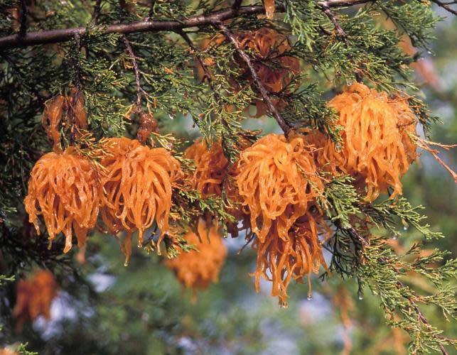 Cedar-apple rust galls hang from a red cedar tree's branches and have orange tentacles in spring.
