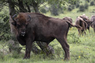 A bison rubs against a bush at a wildlife sanctuary in Milovice, Czech Republic, Friday, July 17, 2020. Wild horses, bison and other big-hoofed animals once roamed freely in much of Europe. Now they are transforming a former military base outside the Czech capital in an ambitious project to improve biodiversity. Where occupying Soviet troops once held exercises, massive bovines called tauros and other heavy beasts now munch on the invasive plants that took over the base years ago. (AP Photo/Petr David Josek)