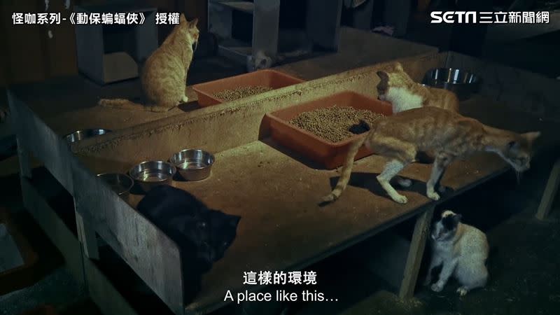 協會收養80幾隻流浪貓，該空間卻只有8個貓砂盆。（圖／怪咖系列 授權）