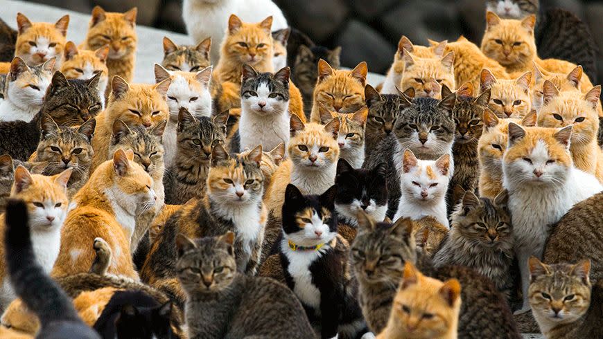 Cats outnumber people six to one on Aoshima Island. Photo: Reuters