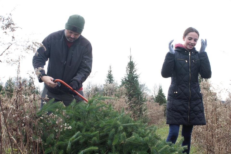 John Burrington, left, checks the saw after Lucy Burrington cuts down her first Christmas tree at Galehouse Tree Farm.