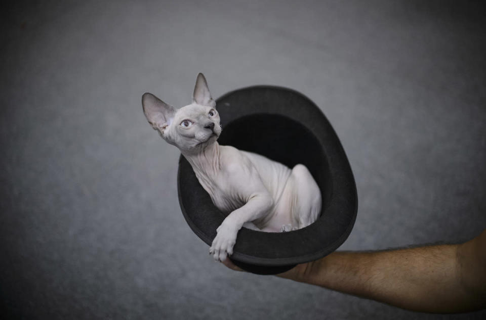 <p>A Canadian Sphynx cat sits in a hat before being evaluated by a judge during a competition in Bucharest, Romania, Saturday, Oct. 1, 2016. More than 300 cats entered the international feline beauty competition in the Romanian capital. (Photo: Andreea Alexandru/AP)</p>