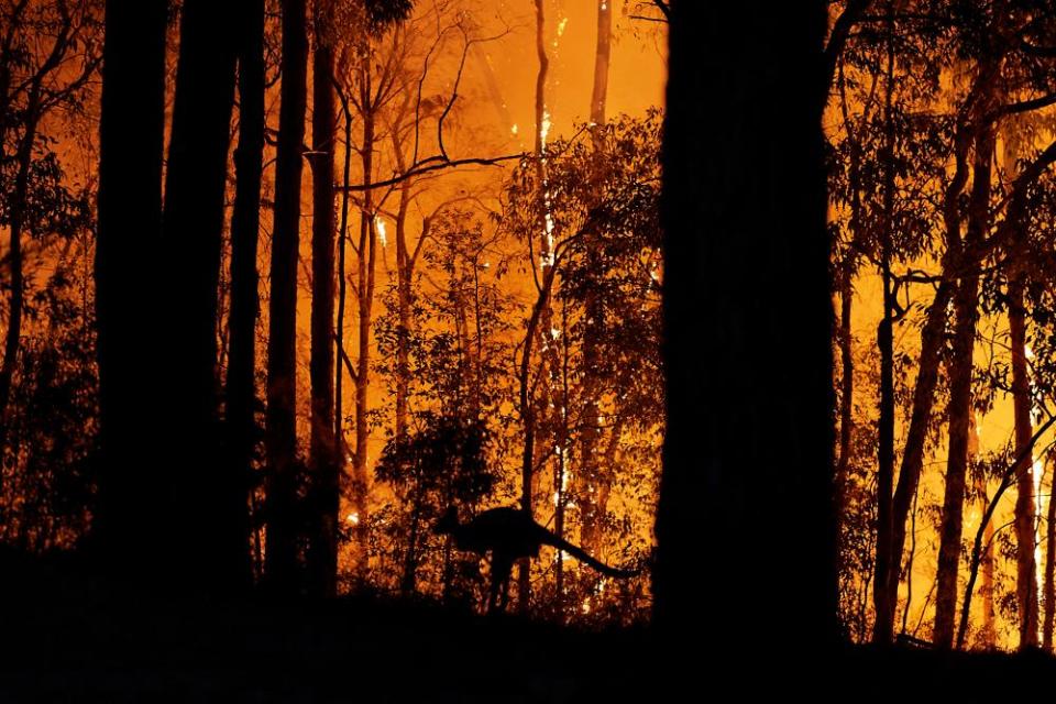 A kangaroo escapes the flames as the fire front approaches a property in November 2019 in Colo Heights, NSW.