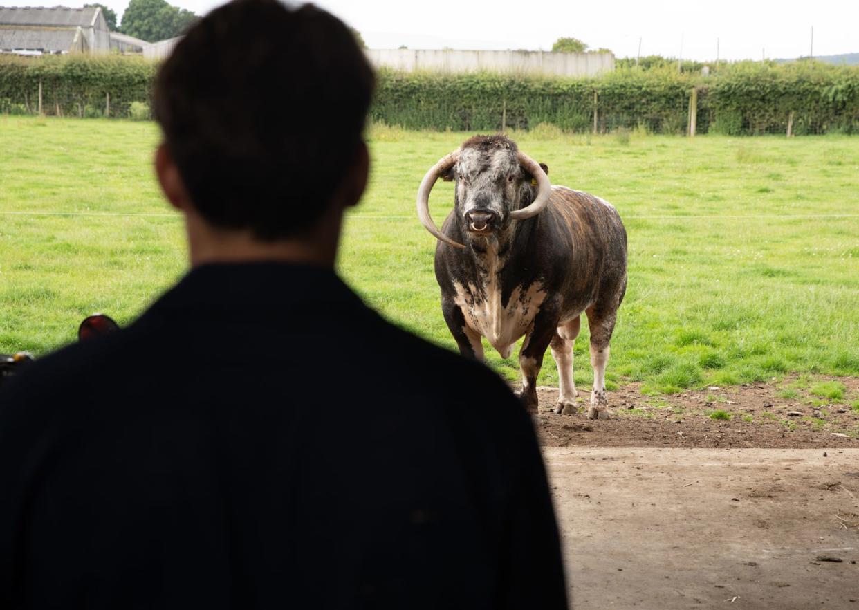 mack boyd, bull, emmerdale