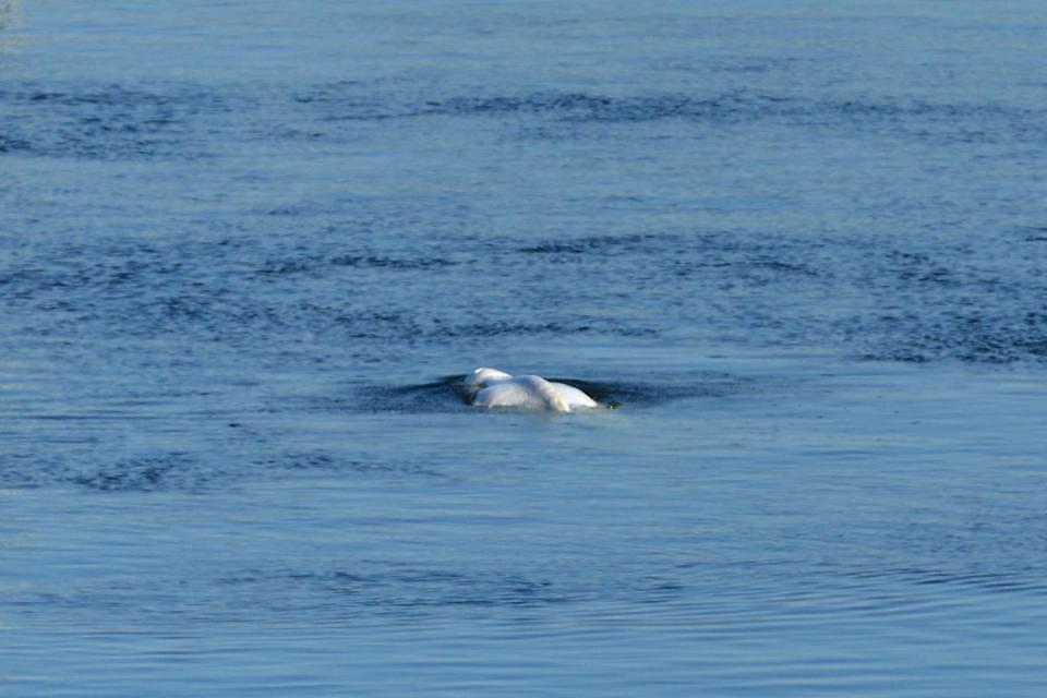 The Beluga whale swims in the lock of Notre Dame de la Garenne prior to be moved, in Saint-Pierre-la-Garenne, west of Paris (AP)