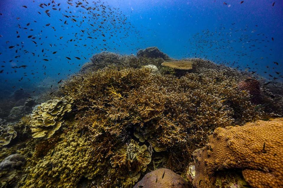 龜島（Photo by LILLIAN SUWANRUMPHA/AFP, Image Source : Getty Editorial）