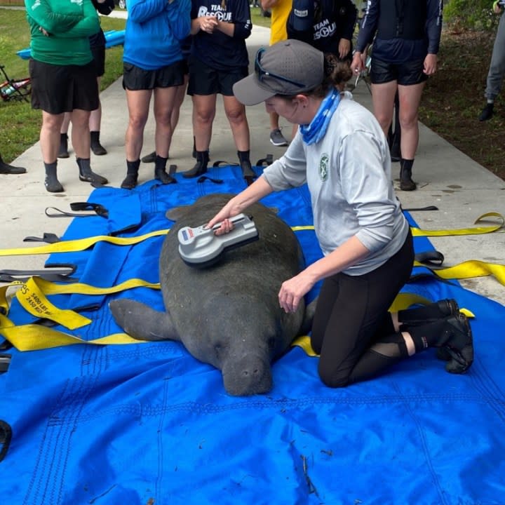 An image of ‘Flapjack’ being checked for PIT Tags. Credit: FWC