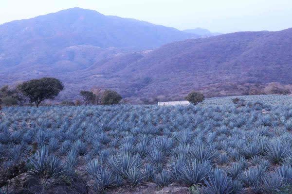 mezcales sabor guerrero