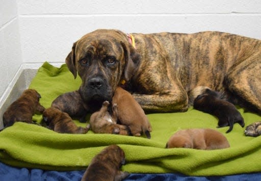 Over the weekend, the Humane Society of Missouri&#x002019;s Animal Cruelty Task Force conducted a rescue of 19 dogs from an unlicensed breeder in Urbana, MO.