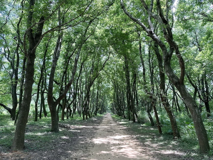 苗栗老崎古道（頭份後花園步道）