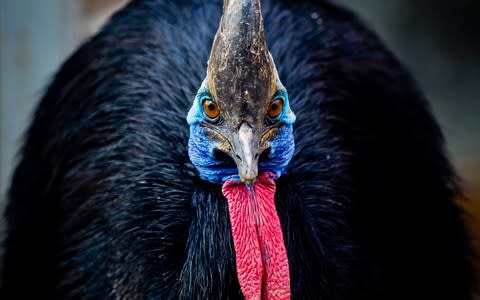 Cassowaries have a four-inch, dagger-like claw on each foot  - Credit: EPA