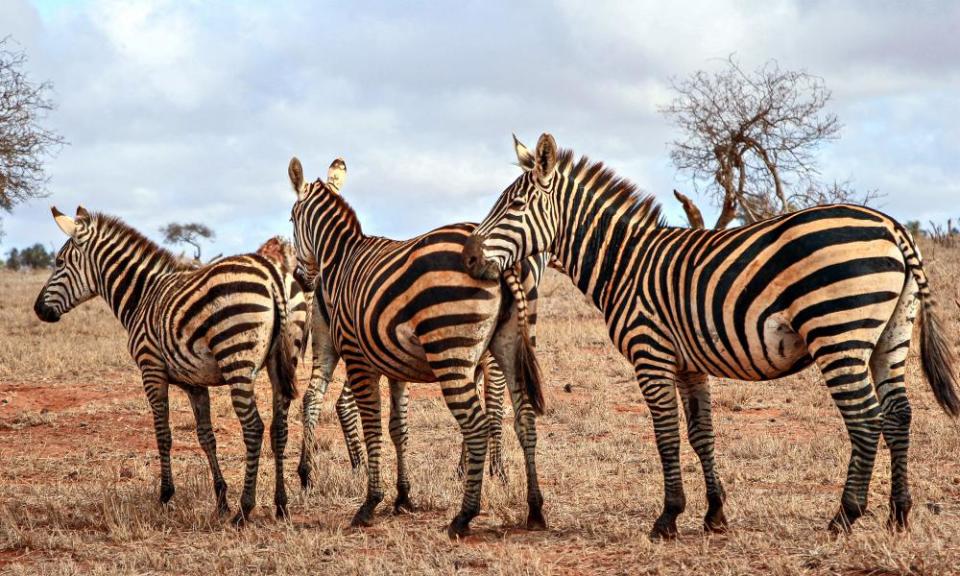 A group of Zebras at Tsavo national park amid drought near the town of Voi in the Taita-Taveta County of Kenya on 30 September 2022.