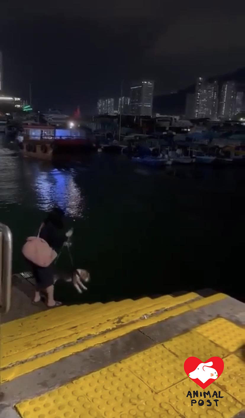 有市民日前在鴨脷洲拍攝到一名女子將比高犬拖到海邊，再浸落海水中。
