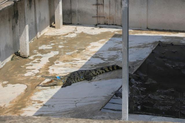 About 40 crocodiles killed a Cambodian man on Friday after he fell into their enclosure on his family's reptile farm