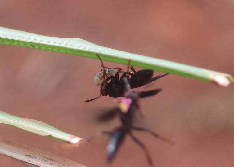 Black wasp on grass capturing grub.