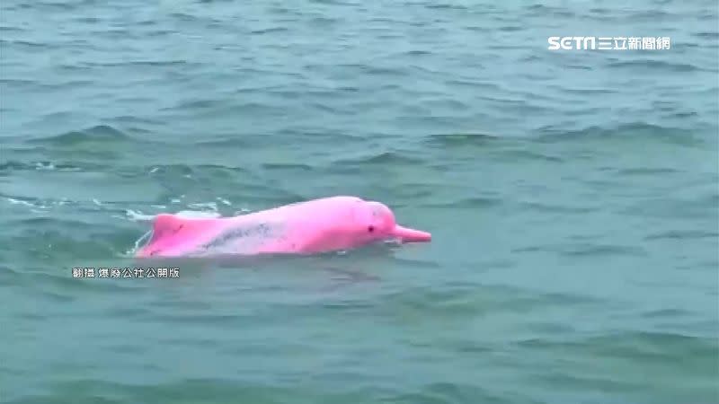 有民眾在臉書貼文分享，自己看見粉紅色的海豚。（圖／翻攝自爆廢公社公開版）
