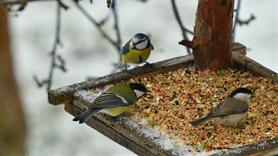 Bird perched on bird feeder