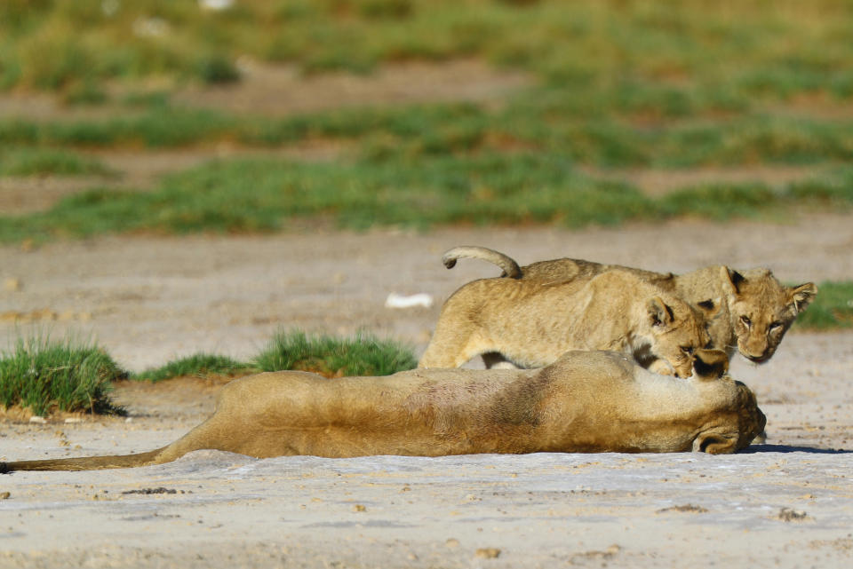 A lioness plays with her cubs by the Okondeka water hole. (Photo: Gordon Donovan/Yahoo News)