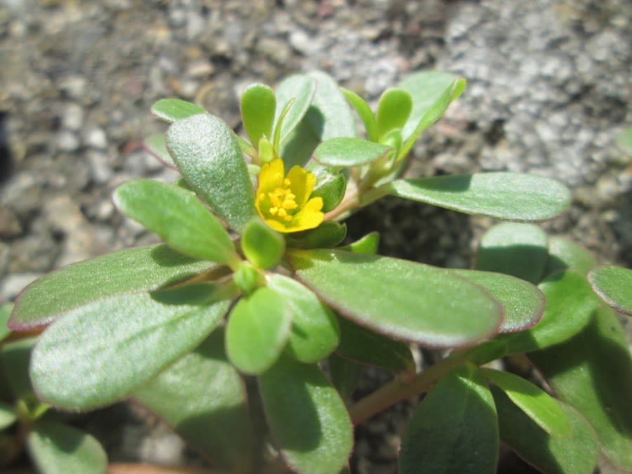 Purslane | Photo courtesy Andreas Rockstein (iNaturalist)