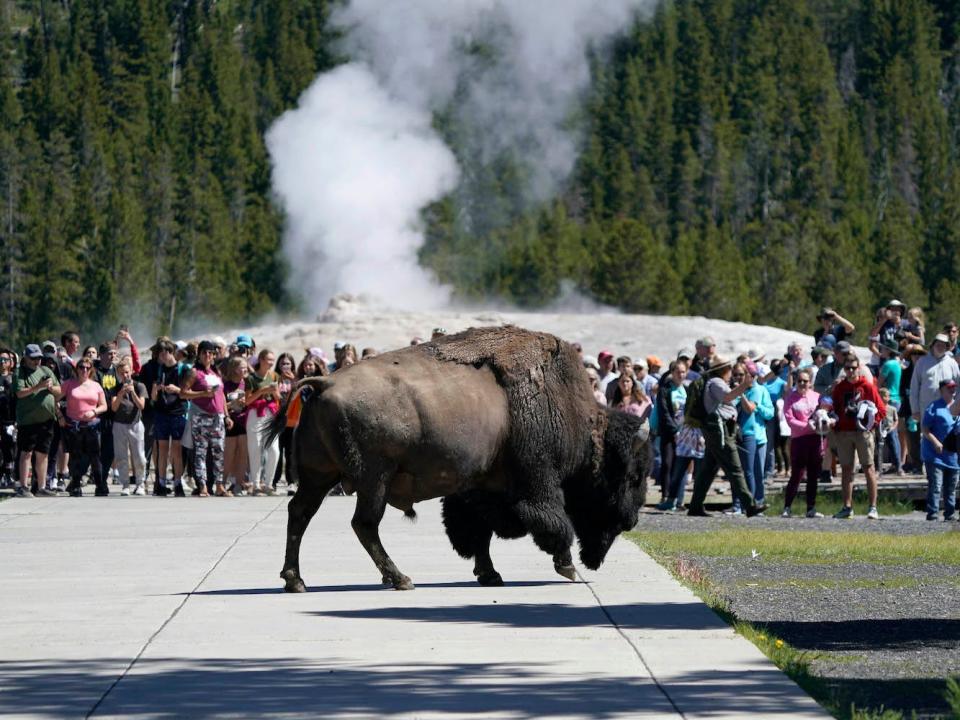 A bison walks past people who just watched the eruption of Old Faithful Geyser in Yellowstone National Park