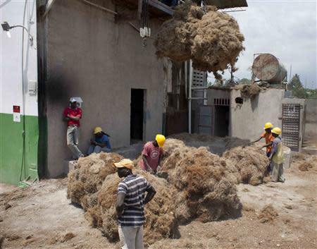 Workers move bales of Vetiver roots to be processed at the Agri-supply distillery, the largest vetiver distillery in the world, in Les Cayes, on Haiti's southwest coast, March 27, 2014. REUTERS/stringer