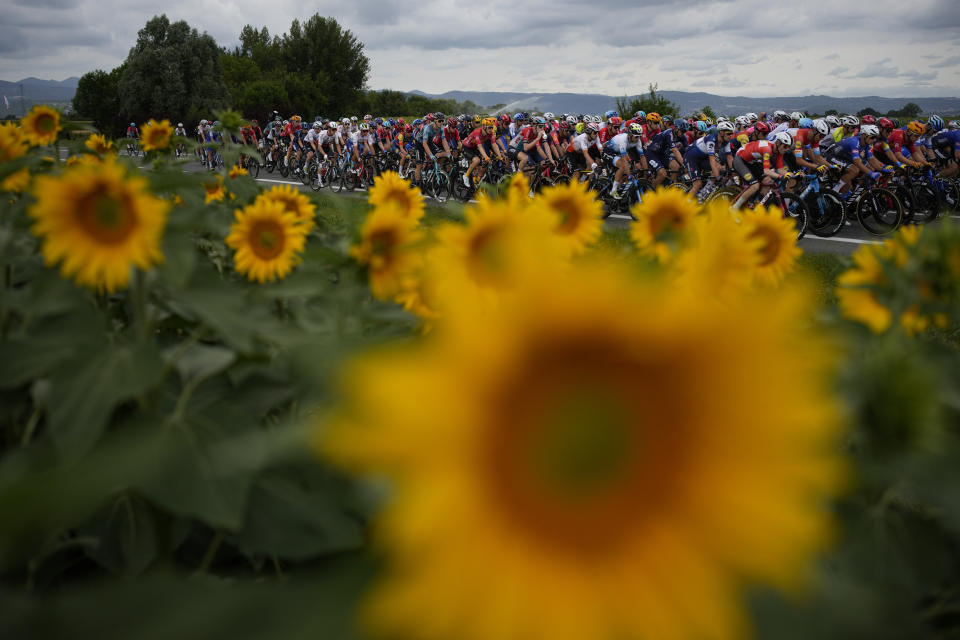 El pelotón avanza en medio de girasoles durante la 12da etapa del Tour de Francia, el jueves 13 de julio de 2023, en Belleville-en-Beaujolais. (AP Foto/Daniel Cole)