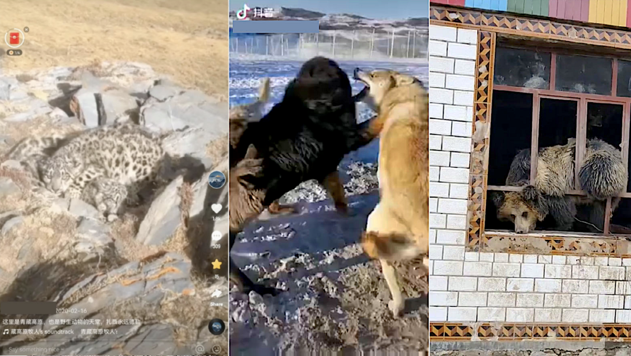 Screenshots of social media videos showing encounters with a snow leopard, gray wolf, and brown bear. Gao et al.