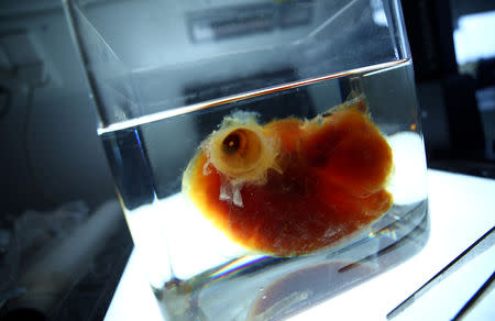 A transparent human brain is shown by Dr. Ali Ertuerk at his laboratory in Munich, Germany April 23, 2019. Mr. Ertuerk and his team developed DISCO transparency technology which is used by scientists from diverse biomedical research fields to generate high resolution views of intact rodent organs and bodies, a milestone on the way to generate 3D-bioprinted human organs. Picture taken April 23, 2019. REUTERS/Michael Dalder