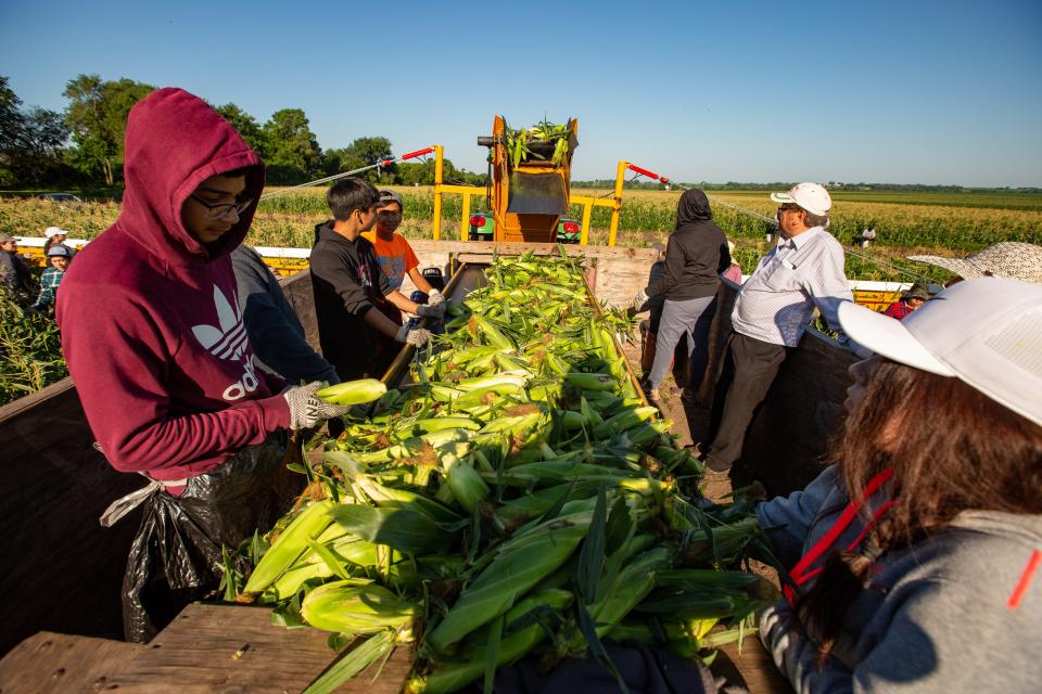 Workers pick and bag sweet corn at Deardorff Sweet Corn in Adel on Tuesday, July 12, 2022.