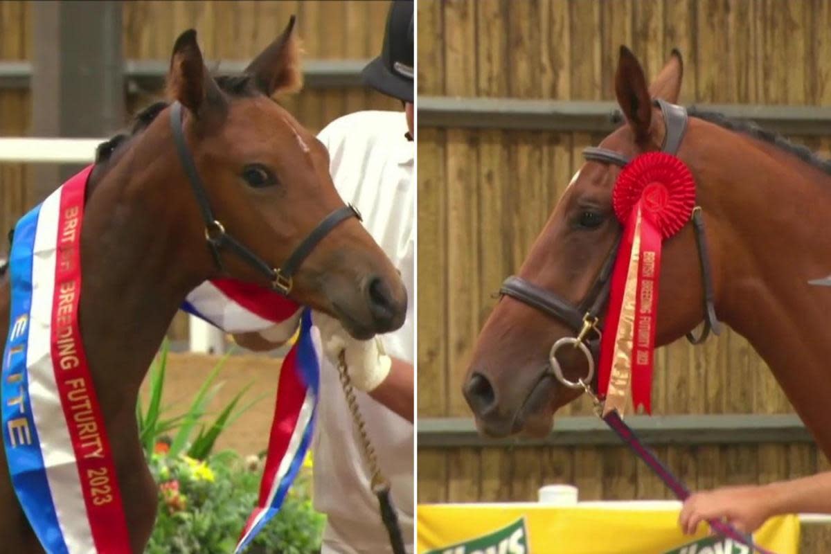 Tilly (left) and Suzie were top winners at British Breeding Futurity