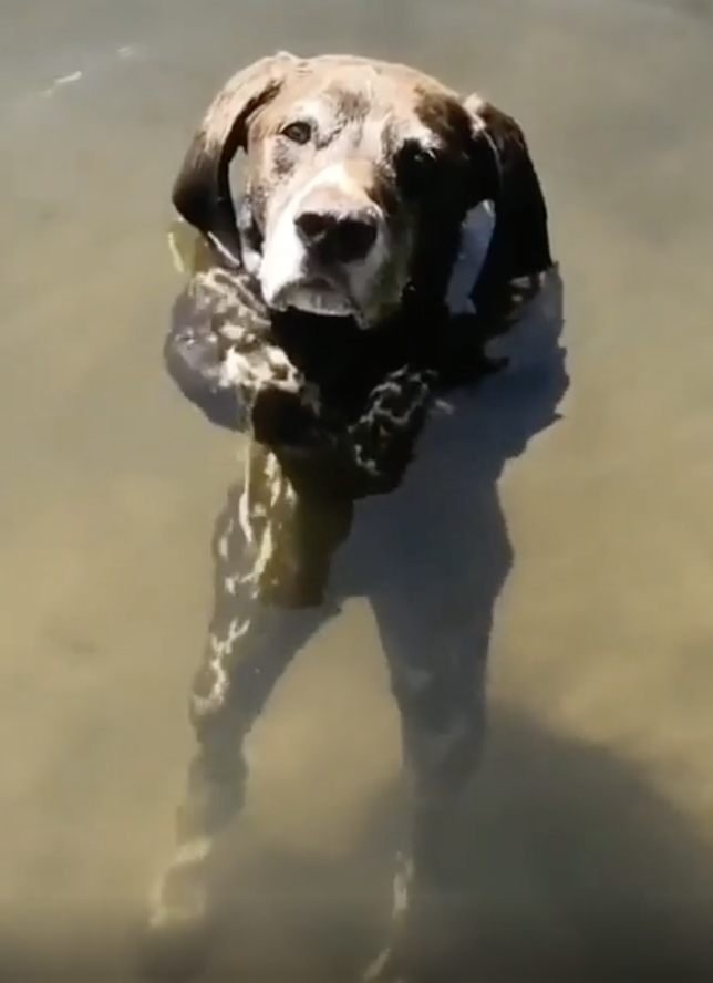 A dog standing waist-deep in water, looking at the camera with a stick in its mouth