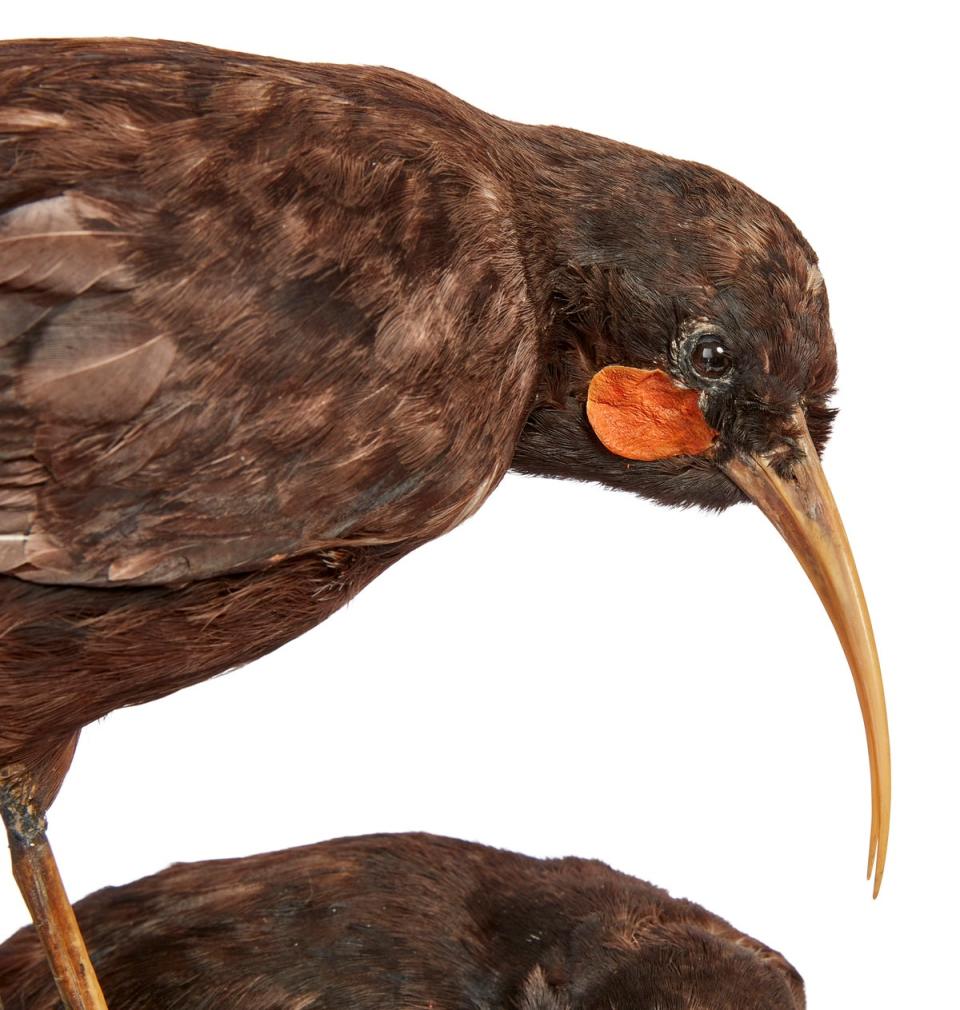 The huia bird was already a rare species before the arrival of Europeans to New Zealand (Sourced/ The Independent)