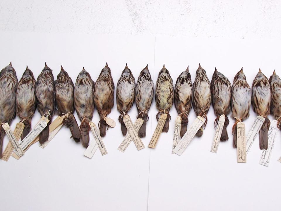 A row of 15 song sparrows with varying size and color.