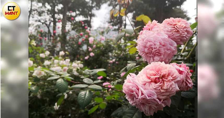 「品種區」有來自多個國家的不同品種玫瑰。（圖／魏妤靜攝，以下同）