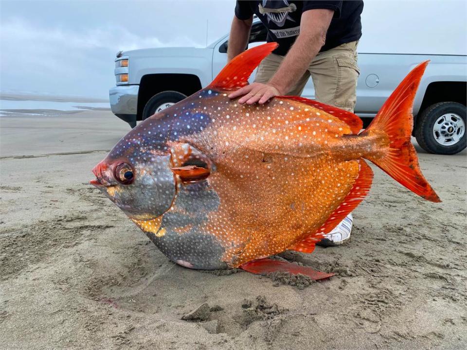 美麗的悲劇！熱帶水域「月魚」擱淺北美海岸　專家：恐全球暖化造成