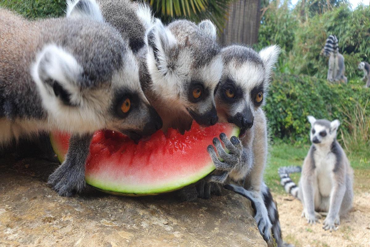 Animals at Cotswold Wildlife Park enjoying cooling off in the sunshine <i>(Image: Cotswold Wildlife Park)</i>