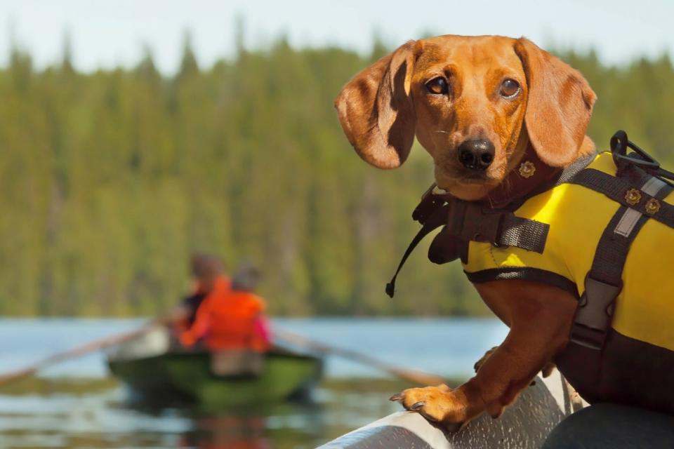 dachshund on boat wearing a life jacket