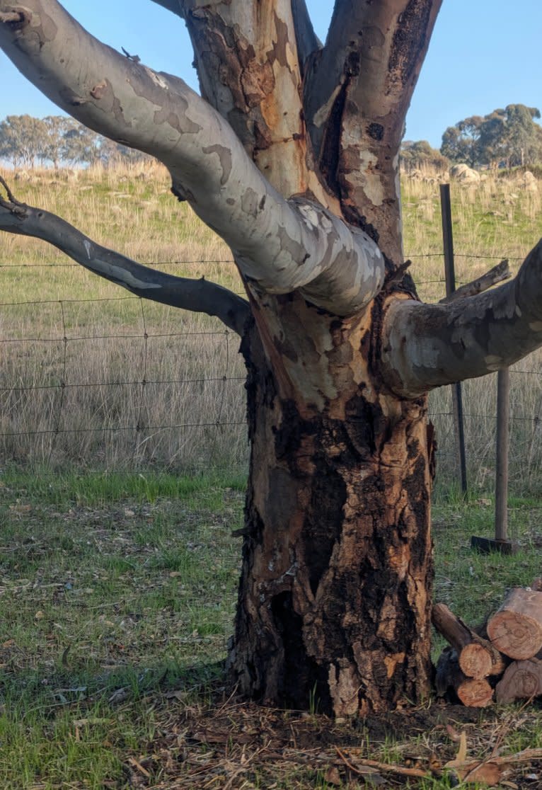 A eucalyptus tree in the Barossa Valley showing symptoms consistent with ginger syndrome. 