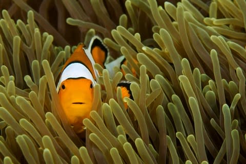 The underwater world is a highlight - Credit: getty