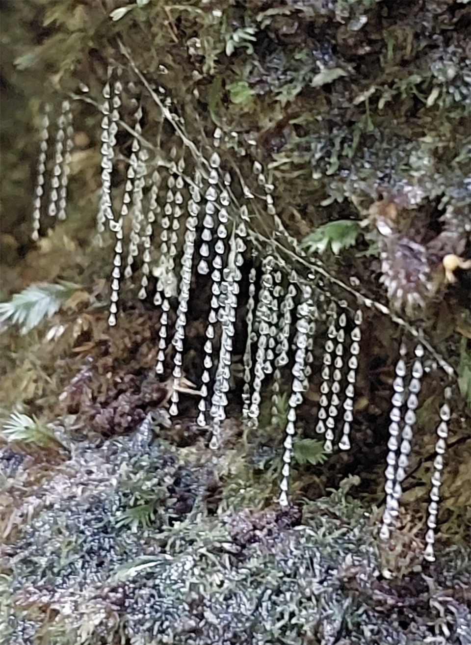 The glow worms in Lamington National park.