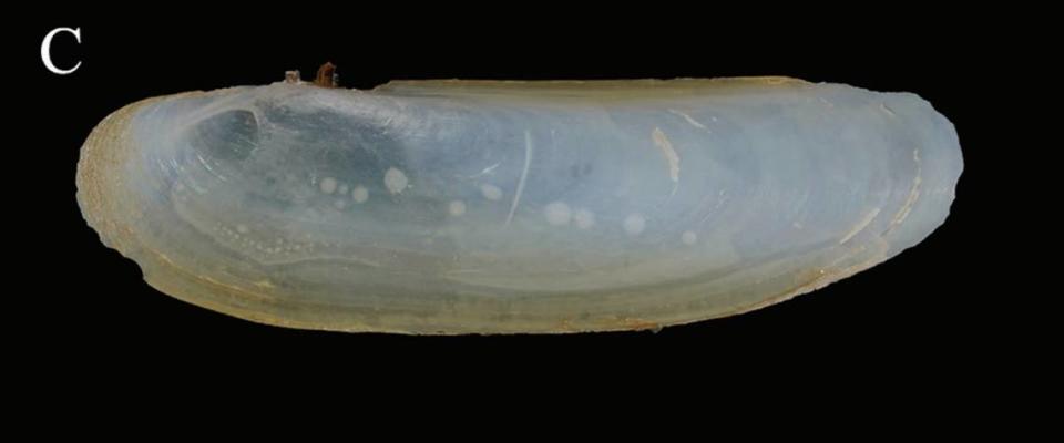 The outside of a Cultellus exilis or slender razor clam.  Photo by Yu, Jiao and Zhang (2024)