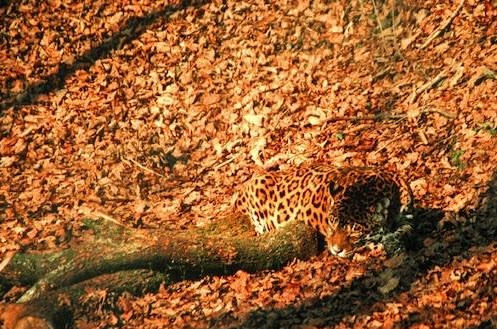 Jaguar: Puede que esté en el zoológico del Reino Unido, pero ni siquiera Inglaterra es inmune a su pelaje versátil. Como muchos gatos, los jaguares evolucionaron manchas amorfas que pueden difuminarse en una gran variedad de entornos, incluidos aquellos más lejos de casa. Los jaguares son los únicos felinos grandes nativos de las Américas, un mundo aparte de las otras tres especies de panteras: leones, tigres y leopardos, todos del Viejo Mundo. Pero mientras las manchas los ayudan a esconderse de los asistentes de los zoológicos, no los ayudan a escapar de los seres humanos en general. Los jaguares estuvieron ampliamente dispersos por Norte y Suramérica, pero hoy se limitan a esta última, además de algunos reductos de América Central y posiblemente unos pocos en México. El último jaguar conocido en EEUU murió en el 2009. (Texto:Russell McLendon, Mother Nature Network/Foto: Bex Ross/Flickr)