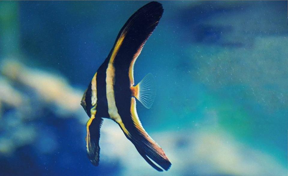 屏東海生館喜迎館魚寶寶燕魚繁殖季，魚苗美如星空燦爛。（記者毛莉翻攝）