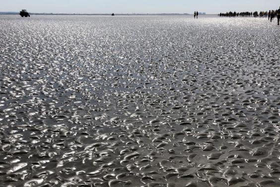 Mud larks: the surface looks lunar (Simon Calder)