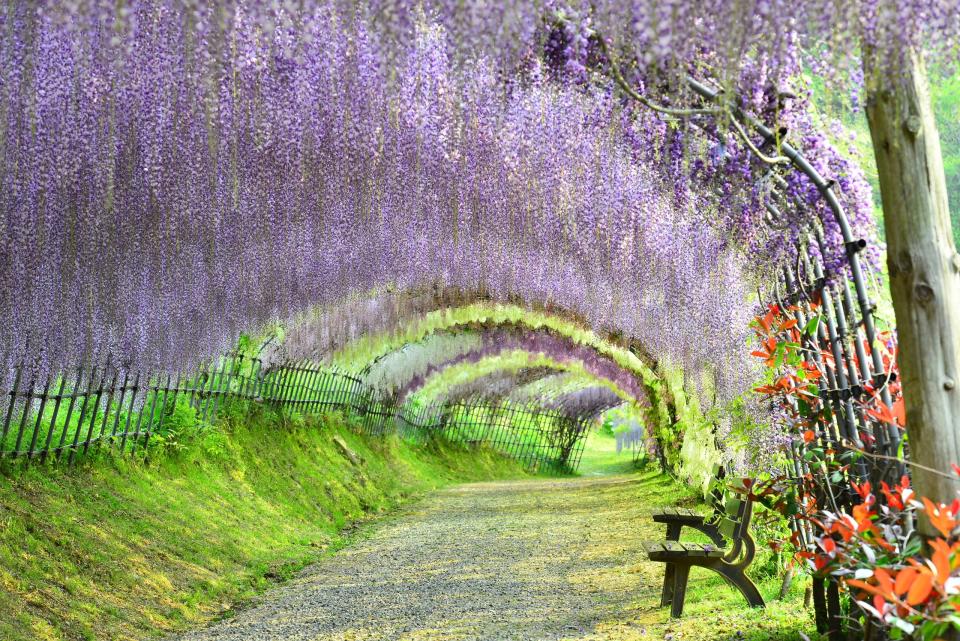 Wisteria tunnels are the newest coo-inducing bloom in town