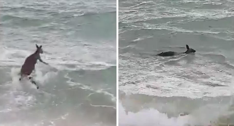 The roo fancied a dip on Saturday, battling waves as it made its way into the water. Source: Vic Police