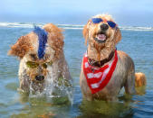 <p>Derby and Teddy, goldendoodles, Ocean Beach Dog Beach, San Diego, Calif. (Photograph by Lara Jo Regan) </p>