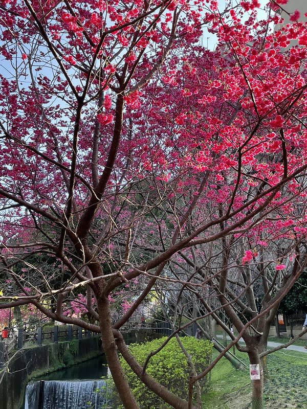 桃園中壢｜莒光公園