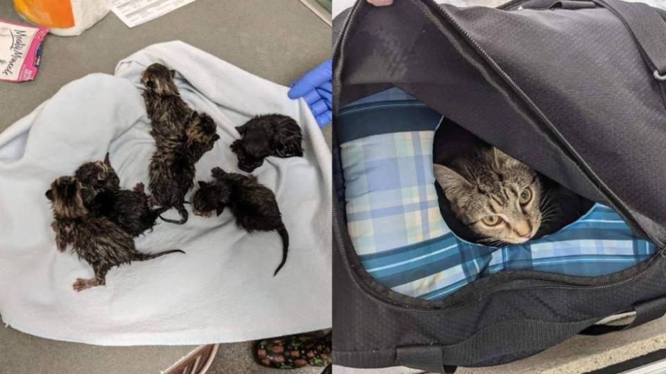 拆彈小組將行李打開後發現，裡頭有貓媽媽和6隻小奶貓。（合成圖／翻攝自「Butler County Sheriff’s Office」臉書）