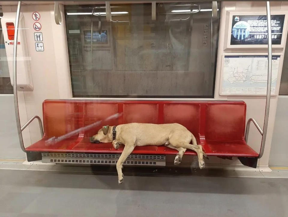 Boji被影到在地鐵車廂內獨霸一整排座位。